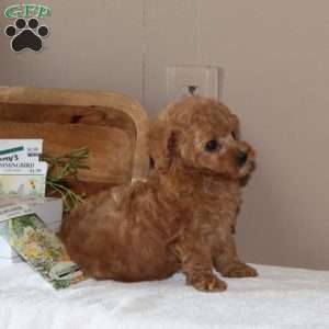 Royal Ann, Toy Poodle Puppy